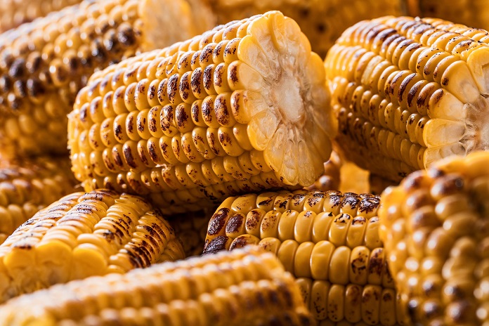 Half Roasted and Marked Corn Cobs