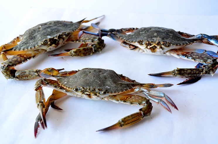 Soft Shell Crab (cangrejo sin concha) - 70 gr.